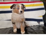 À vendre 2 chiots femelles Bergers Américains Miniatures bleu merle LOF