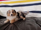 À vendre 2 chiots femelles Bergers Américains Miniatures bleu merle LOF