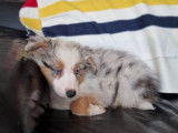 À vendre 2 chiots femelles Bergers Américains Miniatures bleu merle LOF