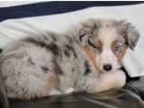 À vendre 2 chiots femelles Bergers Américains Miniatures bleu merle LOF