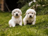 À réserver 3 chiots mâles Golden Retrievers sable LOF