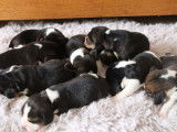 Mise &agrave; la r&eacute;servation de 8 chiots Beagles LOF