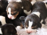 Mise &agrave; la r&eacute;servation de 8 chiots Beagles LOF