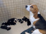 Mise &agrave; la r&eacute;servation de 8 chiots Beagles LOF