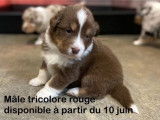 3 chiots Bergers Australiens LOF disponibles à la réservation