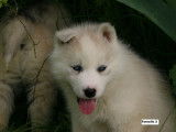 À réserver 4 chiots Huskys Sibériens LOF