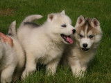 À réserver 4 chiots Huskys Sibériens LOF