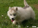 À réserver 4 chiots Huskys Sibériens LOF