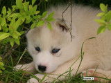 À réserver 4 chiots Huskys Sibériens LOF