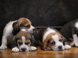 6 chiots Beagles LOF !