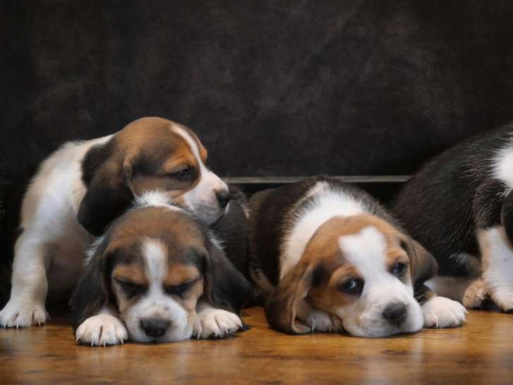 6 chiots Beagles LOF disponibles à la réservation