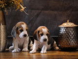 6 chiots Beagles LOF !