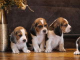 6 chiots Beagles LOF !