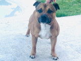 Mâle Staffordshire Bull Terrier disponible pour saillie