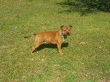 Mâle Staffordshire Bull Terrier disponible pour saillie