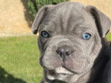 Superbes chiots Bouledogue Français à vendre