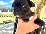 Superbes chiots Bouledogue Français à vendre