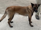 Chienne Malinoise à vendre