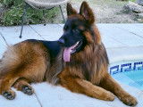 Mâle Berger Allemand à Poil Long disponible pour saillie