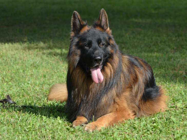 Mâle Berger Allemand à Poil Long disponible pour saillie
