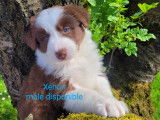 Chiot disponible
