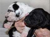 Chiots Dogue Allemand arlequins, noirs et GBN &agrave; vendre