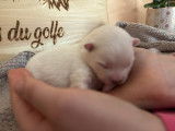 Chiots de race Spitz Allemand à vendre (1 mâle)