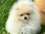 Chiots de race Spitz Allemand à vendre (1 mâle)
