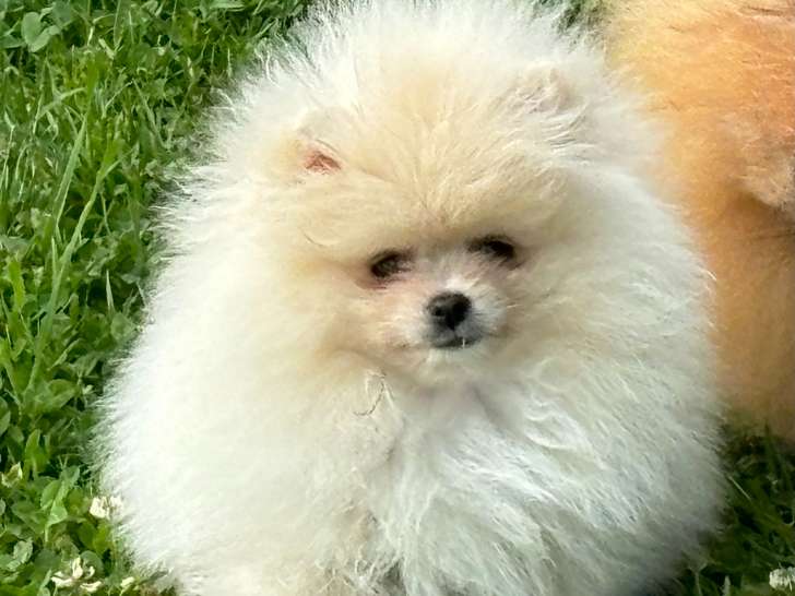 Chiots de race Spitz Allemand à vendre (1 mâle)