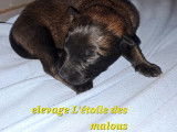 Chiots Malinois &agrave; vendre