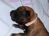 Chiots Malinois &agrave; vendre