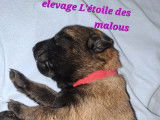 Chiots Malinois &agrave; vendre