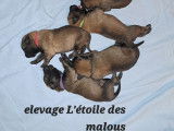 Chiots Malinois &agrave; vendre