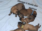 Chiots Malinois &agrave; vendre