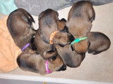 Chiots Malinois &agrave; vendre