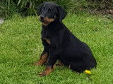 Superbes chiots Beaucerons LOF de gros gabarit à vendre