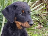 Superbes chiots Beaucerons LOF de gros gabarit à vendre
