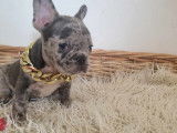 Chiots Bouledogue Français exotiques à vendre