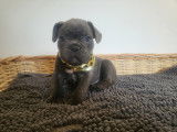 Chiots Bouledogue Français exotiques à vendre