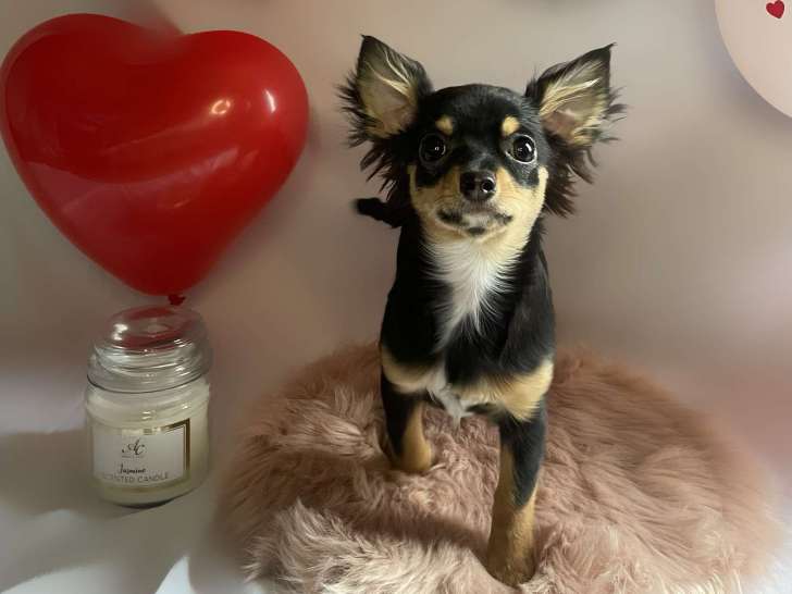Femelle Chihuahua disponible pour saillie