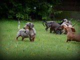 Chiots Teckel à poil court à vendre