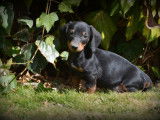 Chiots Teckel à poil court à vendre