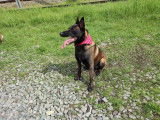 Chiot de race Berger Belge Malinois charbonner de pur race à vendre 1 femelle