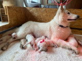 Chiots Berger Blanc Suisse dans un élevage familial, LOSH et tests de santé ok