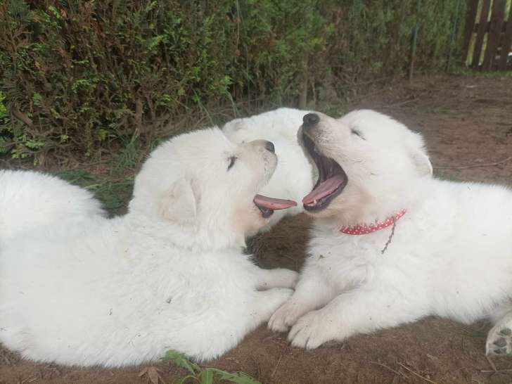 Chiots Berger Blanc Suisse dans un élevage familial, LOSH et tests de santé ok