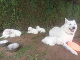 Chiots Berger Blanc Suisse dans un élevage familial, LOSH et tests de santé ok