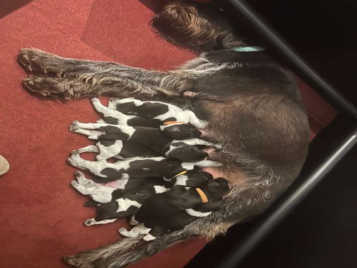 Chiots de race Drahthaar à vendre (8 mâles)