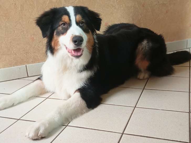 Chiot Berger Australien à vendre