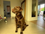 Mâle Labrador chocolat LOF disponible pour saillie