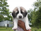 Chiots Kangal LOF à vendre